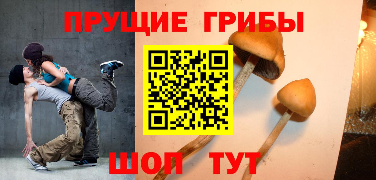 Псилоцибиновые грибы Psilocybine cubensis Кандалакша